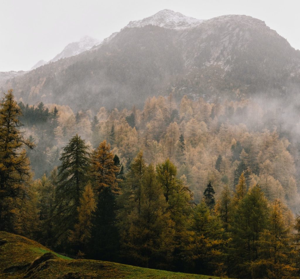 Carbon Offsets Provide Unique Pairing of Environmental Gain and Investments in Innovation