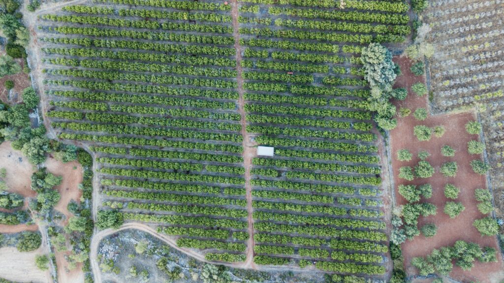 vertical agriculture