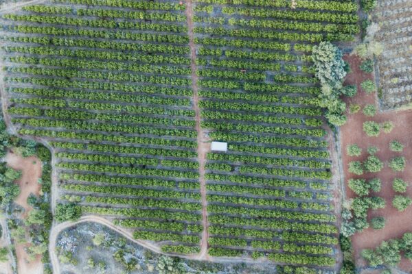 vertical agriculture